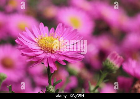 Symphyotrichum novi-belgii 'Jenny', a striking pink aster, or Michaelmas daisy, in flull bloom in the front of a garden border, September, England UK Stock Photo
