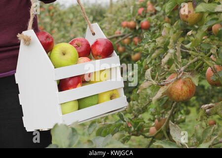 Ripe apples are harvested into a decorative wooden crate by a female in an English orchard, early autumn (October), UK Stock Photo