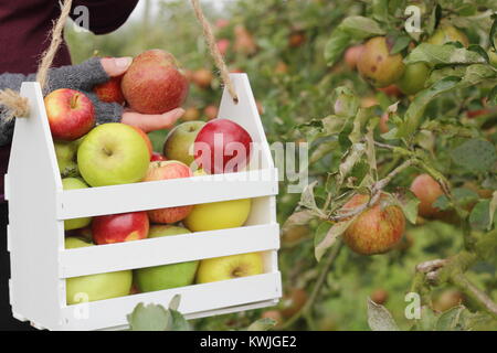 Ripe apples are harvested into a decorative wooden crate by a female in an English orchard, early autumn (October), UK Stock Photo