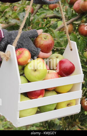 Ripe apples are harvested into a decorative wooden crate by a female in an English orchard, early autumn (October), UKc Stock Photo