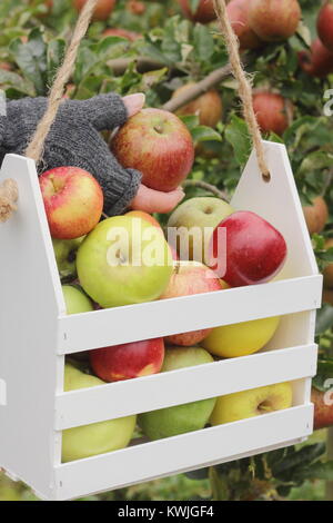 Ripe apples are harvested into a decorative wooden crate by a female in an English orchard, early autumn (October), UK Stock Photo