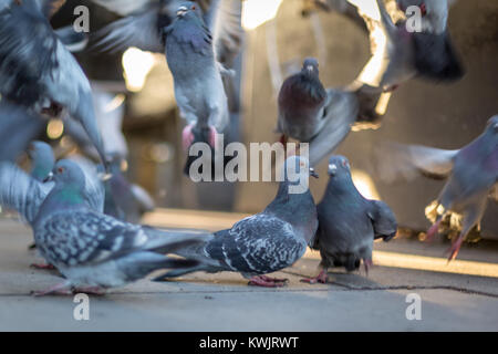 A flock of pigeons inflight and standing on a paved area Stock Photo
