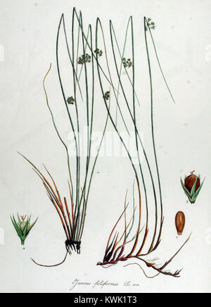 Juncus filiformis — Flora Batava — Volume v14 Stock Photo