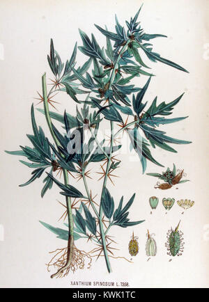 Xanthium spinosum — Flora Batava — Volume v17 Stock Photo