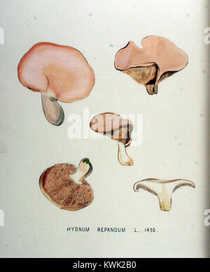 Hydnum repandum, also known as hedgehog mushroom, in the palm of a ...