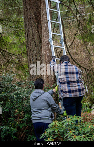 doing project on a ladder in forest Stock Photo