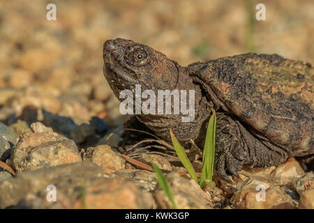 A portrait of a baby Common Snapping Turtle, slightly larger than a half dollar. Stock Photo