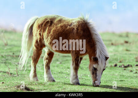 Pony (Equus ferus caballus) grazing in the field. Stock Photo