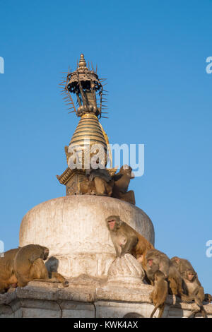 Rhesus macaque monkeys sitting on top of stupa at Swayambhunath (Monkey Temple) in Kathmandu, Nepal Stock Photo