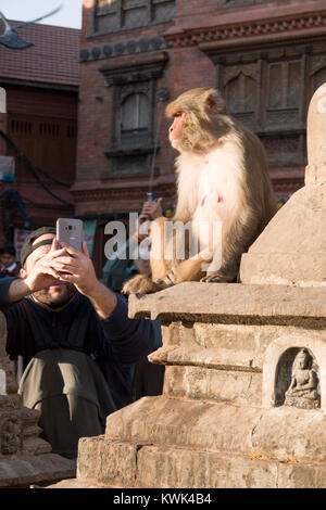 Man taking smartphone photo of rhesus macaque monkey at Swayambhunath temple, Kathmandu, Nepal Stock Photo