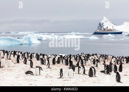 Long-tailed Gentoo penguin; Pygoscelis papua; Cuverville Island; Antarctica; cruise ship Ocean Adventurer beyond Stock Photo