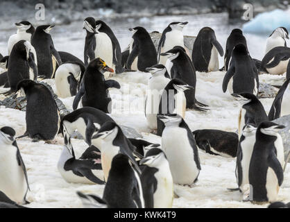 Lone Macaroni Penguin on rookery with Chinstrap Penguins; ringed penguin; bearded penguin; stonecracker penguin; Half Moon Island; Antarctica Stock Photo