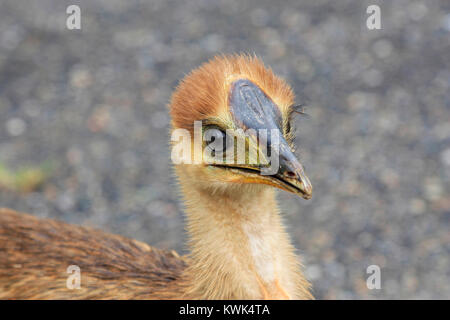 one cassowary chick close up of head view Stock Photo