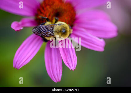 macro closeup overhead view of a bumble bee on a purple coneflower bloom in summer Stock Photo