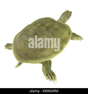 Rear view Chinese soft-shelled turtle on white. 3D illustration Stock Photo