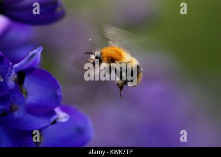 A Bumblebee landing on a panzy Stock Photo