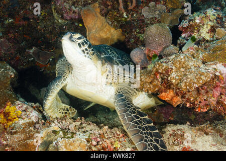 Green turtle (Chelonia mydas) Bunaken National Marine Park in North Sulawesi, Indonesia Stock Photo