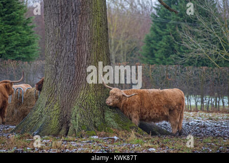Highland cows in the Scottish Borders Stock Photo