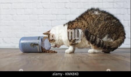 Tabby cat steal food from a food container Stock Photo