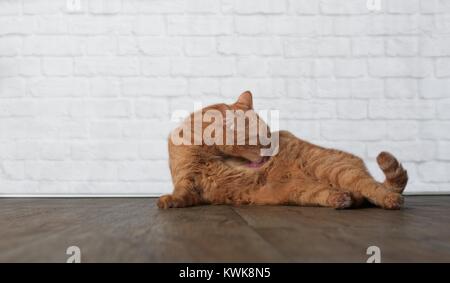 Ginger cat lying on a wooden floor and cleaning itself Stock Photo