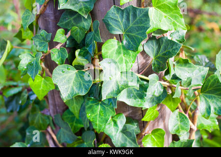 Close-up of Hedera helix or common ivy leaves around tree trunk Stock Photo