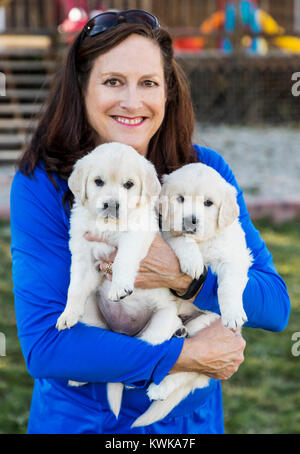 Woman holding two five week old Platinum, or Cream colored Golden Retriever puppies. Stock Photo