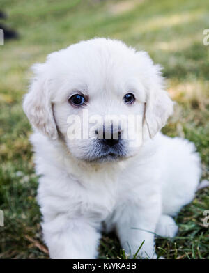 Five week old Platinum, or Cream colored Golden Retriever puppies. Stock Photo