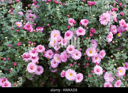 Chrysanthemum 'Mei Kyo' flowers in Autumn. Stock Photo