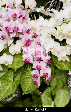 Phalaenopsis cultivars growing in a glasshouse. Moth Orchids and Christmas decorations. Stock Photo
