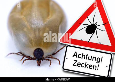 Tick (Ixodida) and danger sign, Zecke (Ixodida) und Gefahrenschild Stock Photo