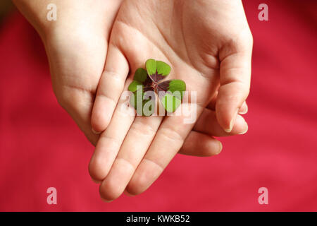 hands of a woman holding a four-leafed clover, red background, top view Stock Photo