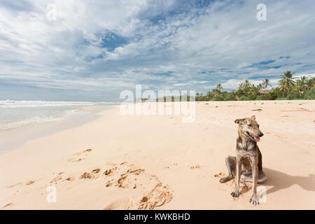 Asia - Sri Lanka - Ahungalla - A wild dog sitting in the sand