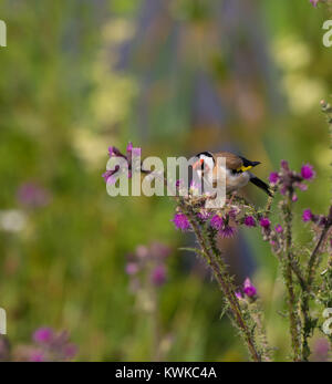 Wild UK goldfinch bird (Carduelis carduelis) isolated in meadow perching on common thistle plant in flower, searching for nutritious seeds to eat. Stock Photo