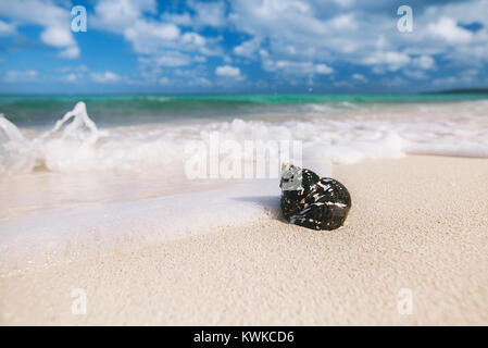 caribbean black shells -  West Indian top shell - on a sandy beach with sea waves Stock Photo