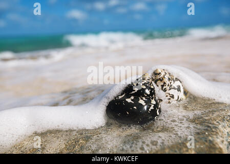 caribbean black shells -  West Indian top shell - on a sandy beach with sea waves Stock Photo