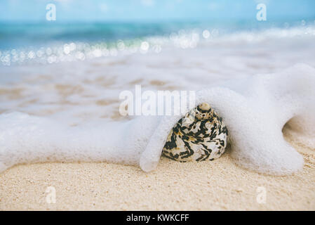 caribbean black shells -  West Indian top shell - on a sandy beach with sea waves Stock Photo