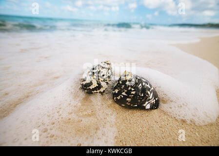 caribbean black shells -  West Indian top shell - on a sandy beach with sea waves Stock Photo