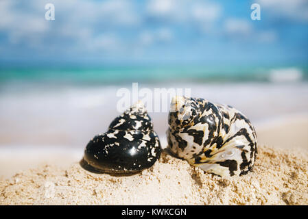 caribbean black shells -  West Indian top shell - on a sandy beach with sea waves Stock Photo