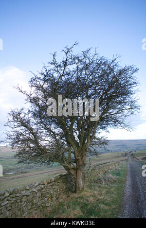 Hawthorn tree taken in winter in The Yorkshire Dales shows the detail of its branch structure against a blue sky with partial cloud. Stock Photo