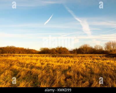 open lush green yellow country field with horizon line fence and blue sky with streaks; essex; england; uk Stock Photo