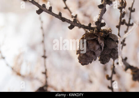 cones on a spruce branch against a forest background Stock Photo