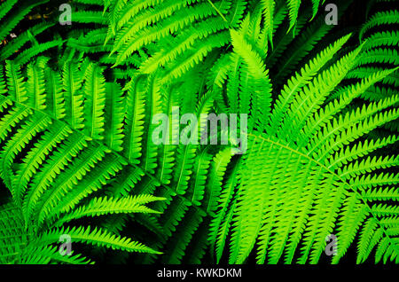 Detail of ferns in a backyard garden Stock Photo