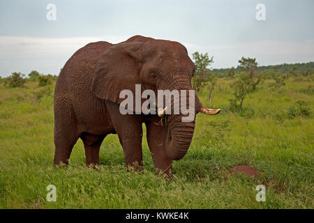 Bull African elephant (Loxodonta africana) covered in red dust, Kruger National Park, South Africa. Stock Photo