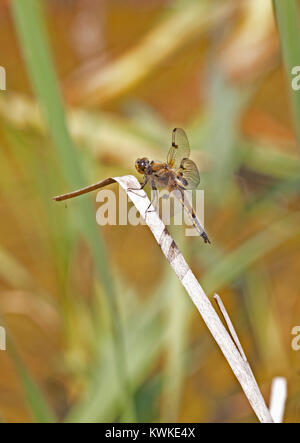 Female four-spotted chaser (Libellula quadrimaculata) dragonfly. RSPB The Lodge, Sandy, Bedfordshire. Stock Photo