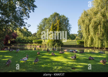 A town centre park with a duck pond, UK Stock Photo