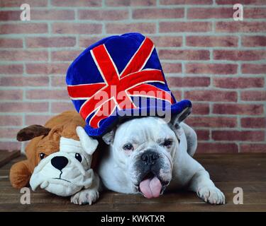 Portrait of French bulldog with a friend Teddy and hat with the flag of the United Kingdom. Stock Photo
