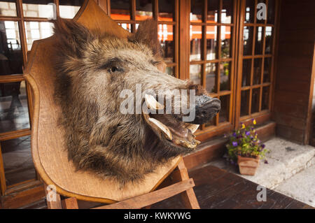 France, Corsica, Zonza, taxidermy boar's head Stock Photo