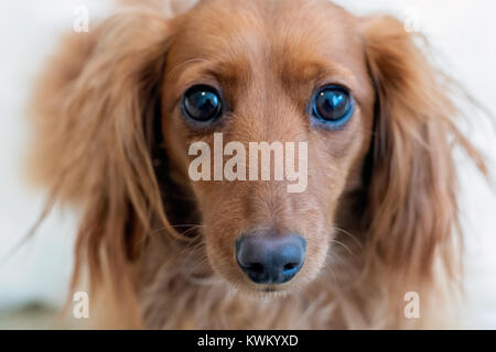 Close-up of adorable face of long-haired miniature dachshund looking directly at the camera. Stock Photo
