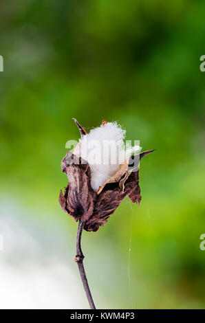 White cotton wool flowers of cotton on branches in dry, brown leaves on a green background Stock Photo