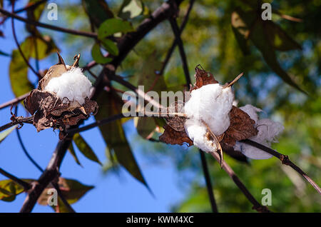 White cotton wool flowers of cotton on branches in dry, brown leaves on a green background Stock Photo